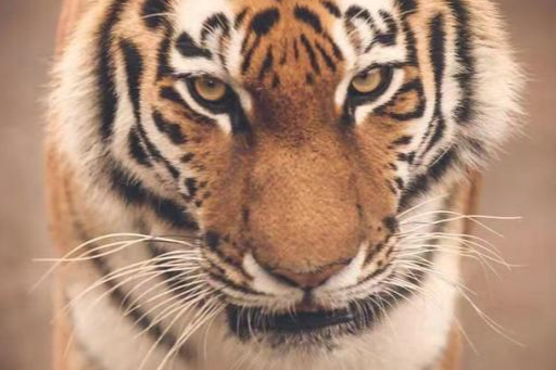 Old Cui says about coins: The bottom signal for Bitcoin is obvious, don't easily short it!